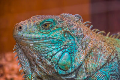 Close-up of a lizard