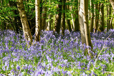 Trees growing in forest