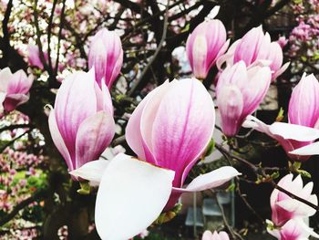 Close-up of pink magnolia flowers