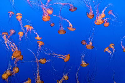 Close-up of jellyfish against blue background