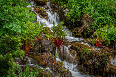 Scenic view of waterfall in forest