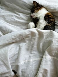 High angle view of cat sleeping on bed