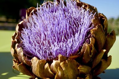 Close-up of purple flowering plant