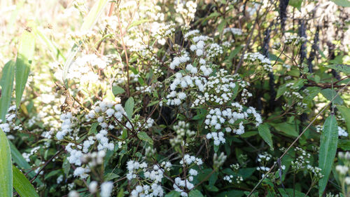 Close-up of white flowers on tree