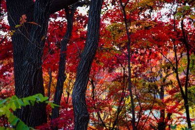 Low angle view of maple tree