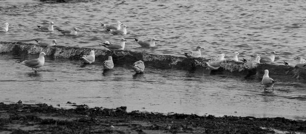 Ducks in a lake