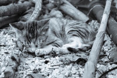 Close-up of cat sleeping