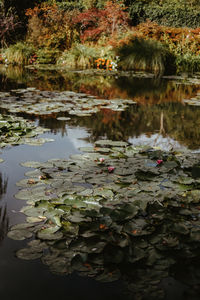 Water lily in lake