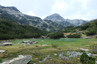 Scenic view of mountain range in summer