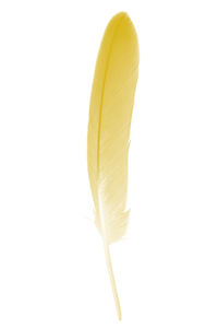 Close-up of feather against white background