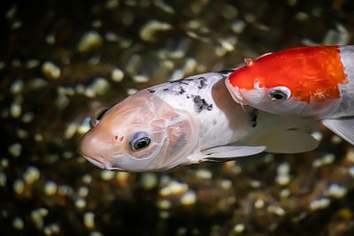 Red carps close-up swim in clear water. koi fish in the aquarium.