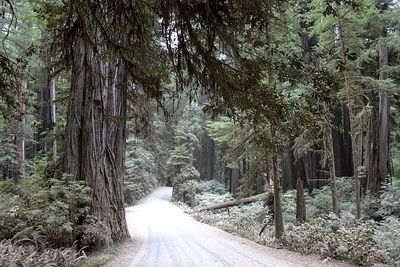 Dirt road passing through forest