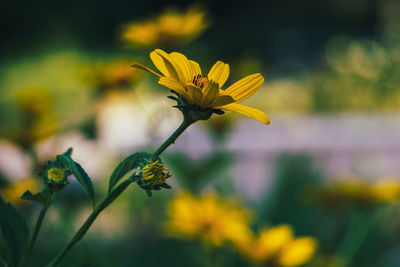 Close-up of yellow flowering plant