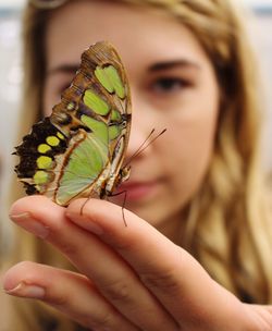 Close-up of butterfly on hand