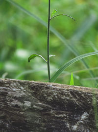 Close-up of lizard on tree trunk