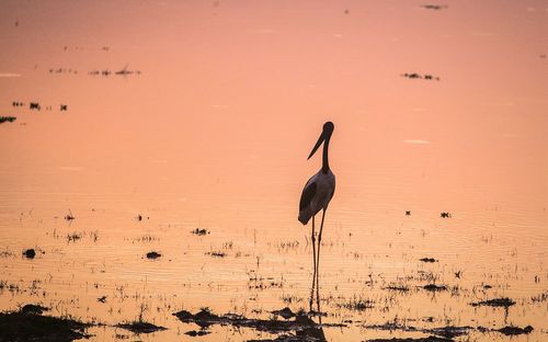 Bird in water