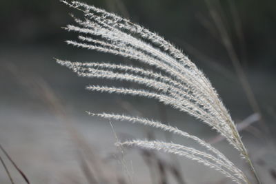 Close-up of plant