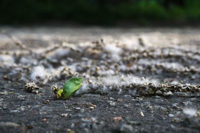 Close-up of dead plant on road