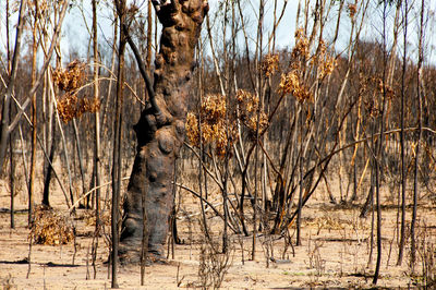 Bare trees on field in forest