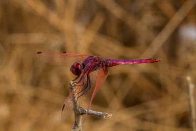 Close-up of dragonfly