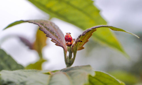 Close-up of ladybug on plant