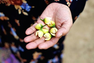 Close-up of hand holding flower buds outdoors