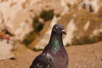 Close-up of dove against rock formation 