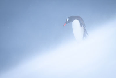 Close-up of bird against clear blue sky