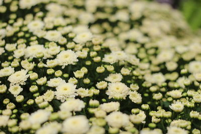 Close-up of white flowering plants