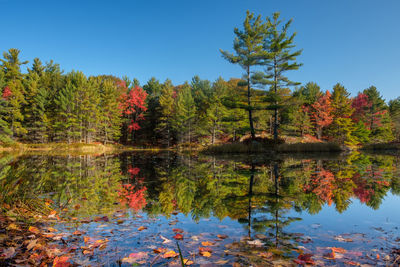 Scenic view of lake in forest against sky