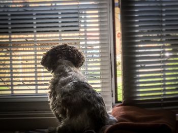 Close-up of dog looking through window