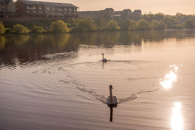 View of swans swimming in lake