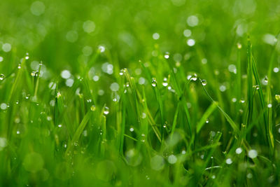 Full frame shot of wet grass