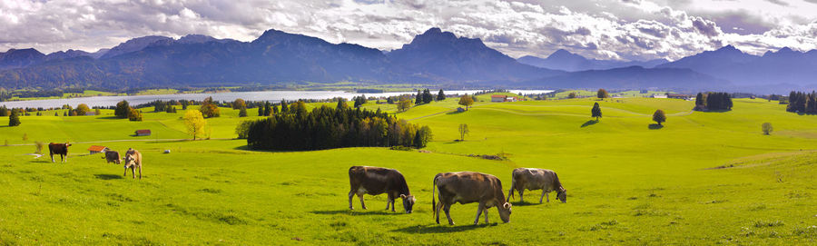 Panoramic landscape in region allgäu in bavaria