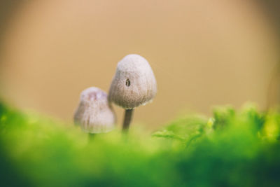 Close-up of white mushrooms growing on land