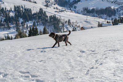 Dog standing on snow covered land