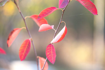 Close-up of pink flowering plant