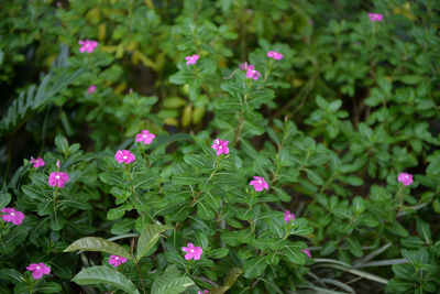 Close-up of flowers