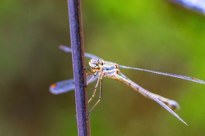 Close-up of insect on plant