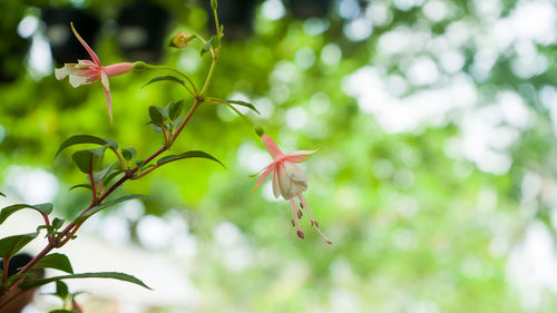 Fuchsia flowers blooming nicely on the branches.