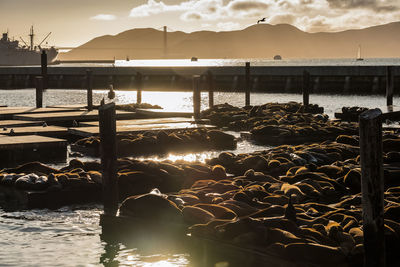 Sea lions relaxing on jetty at sea during sunset