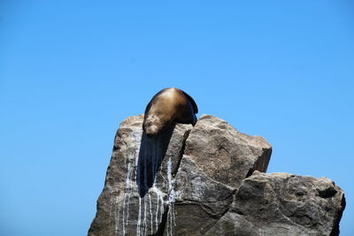 Low angle view of a rock
