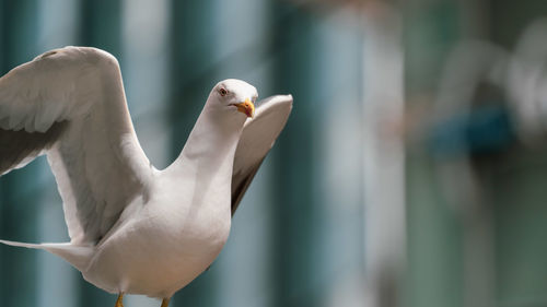 Close-up of seagull
