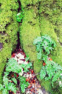 Moss growing on tree trunk