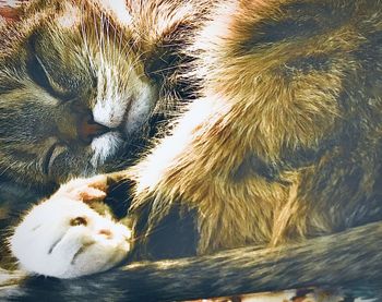 Close-up of a cat