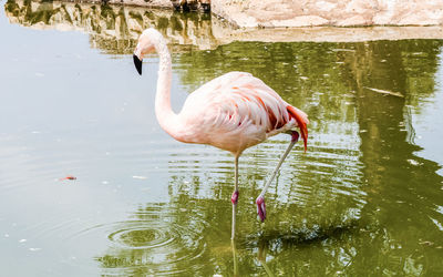 Duck standing in lake