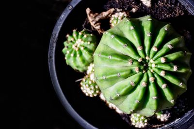 High angle view of plant