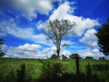 Trees on field against sky