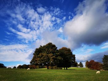 Trees on field against sky