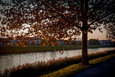 Trees by lake in park during sunset